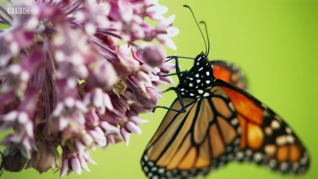 Monarch butterfly (Danaus plexippus) as shown in The Mating Game - Against All Odds